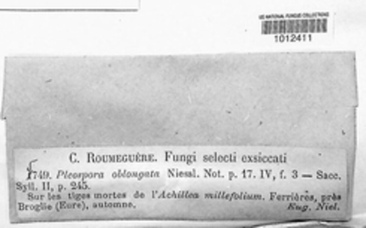 Chaetoplea oblongata image